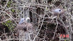 甘肃陇南市白龙江畔苍鹭